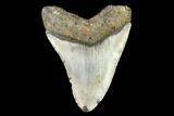 Bargain, Fossil Megalodon Tooth - North Carolina #108975-2